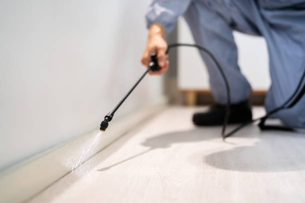 Licensed Wasp Removal service in Stuarts Draft, VA - Show Me Pest Control